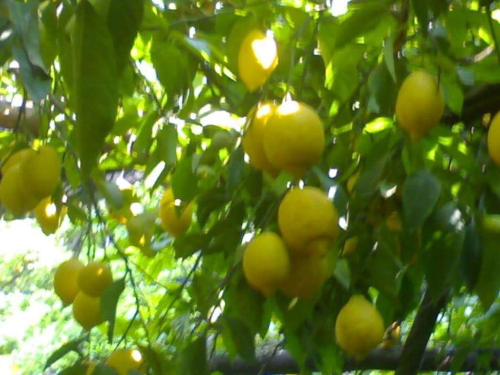 مبيت وإفطار سيتارا A Pastaiola المظهر الخارجي الصورة